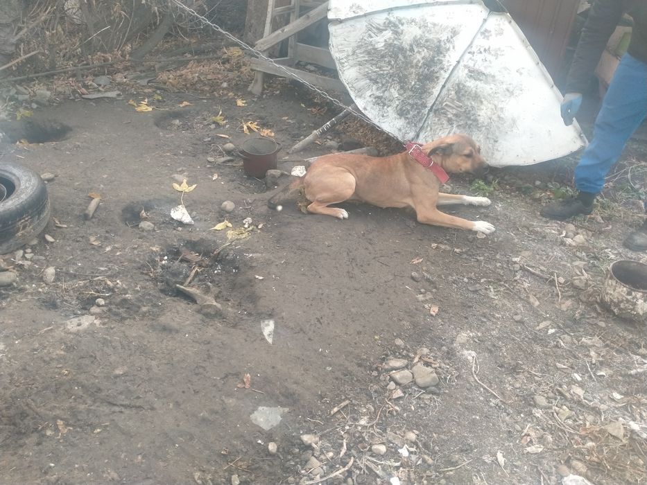 Пить сатылады ургашы