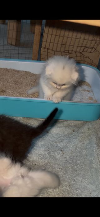 mushun cunadganla bladi buni narxn kelwamz bemalol tel qlila