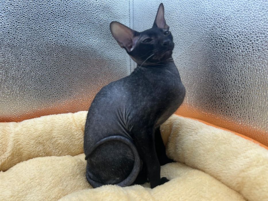 Котята Петерболды