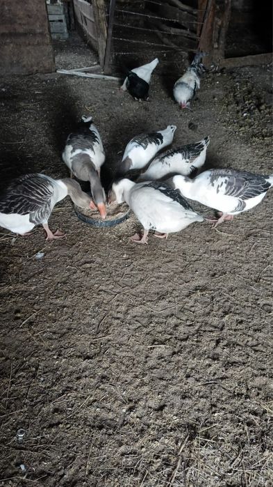 Продам домащних гусей