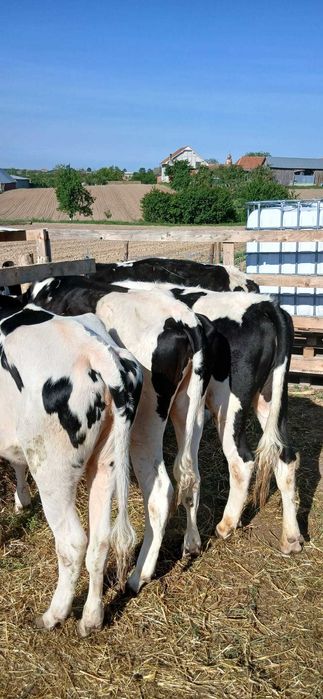 De vânzare 5 juninci holstein cu vârsta de 1 an și 3 luni