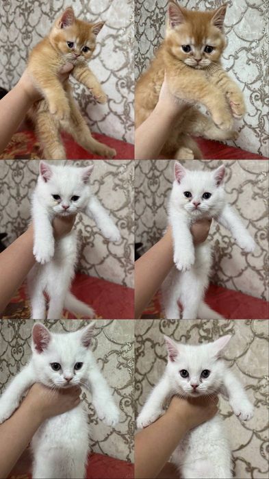 Скотишш Страйт Золотая Шиншила ny12