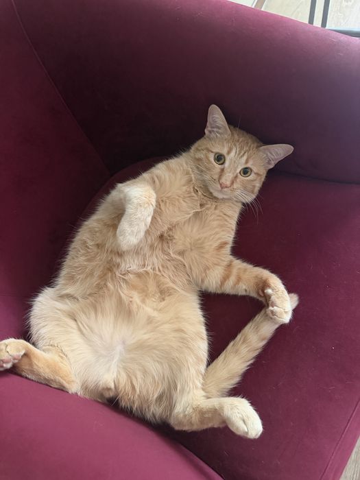Отдам кота рыжего
