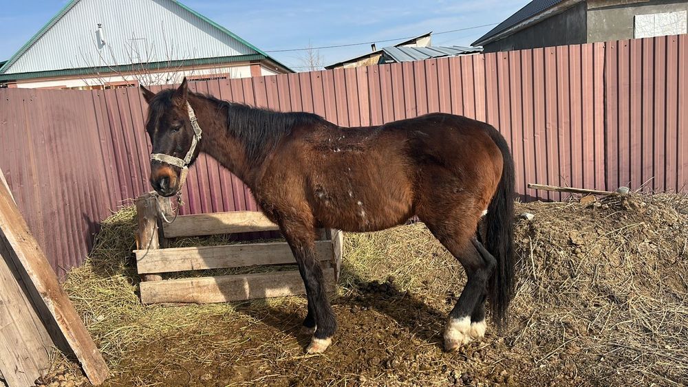 5 жасар жылкы пишилген