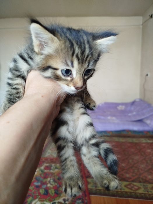 Продаются котята,британцы короткошорстные