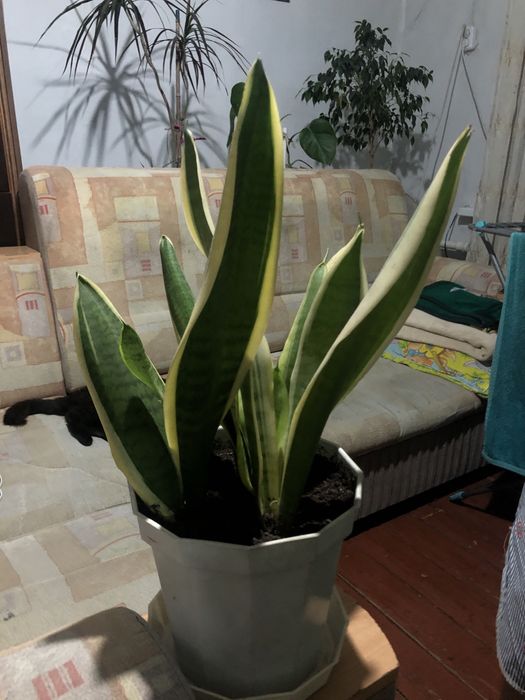 Продаю комнатные цветы