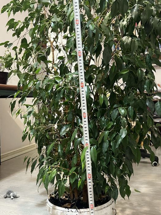 Растения крупные