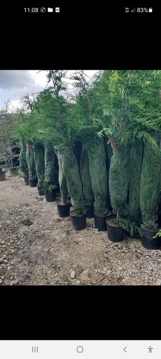 Spirale Forme din Tuia Copaci