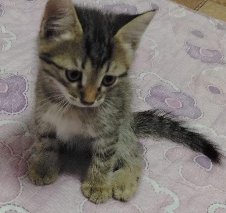 Котята 2000. Мама британка