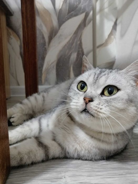 Кошечка ищет любящую семью