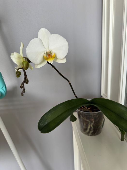 Орхидея фаленопсис, орхидеи