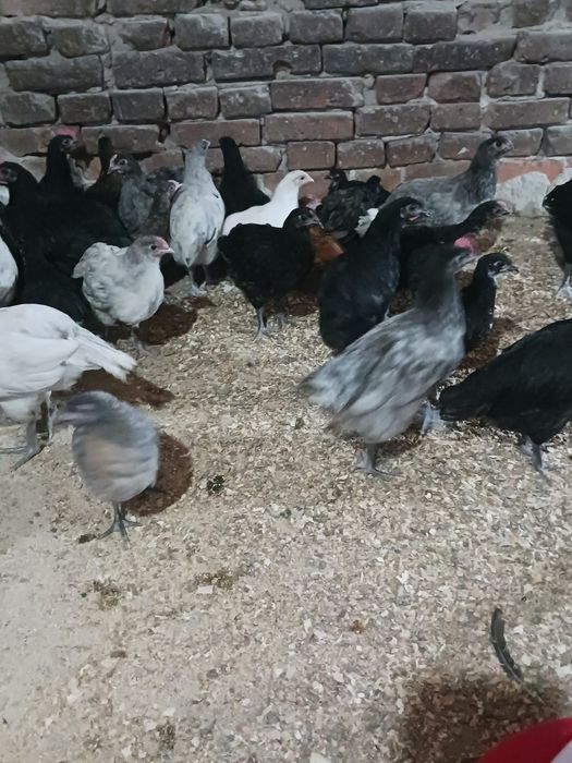 Pui Australorp de vânzare – mai multe vârste disponibile