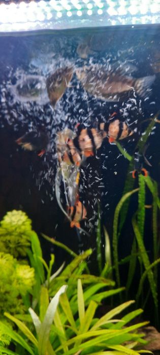 Cultura grindal pesti