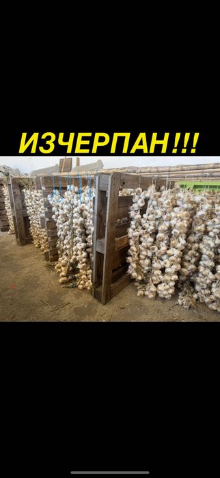 Български чесън с отличен вкус, с.Орешак, област Варна