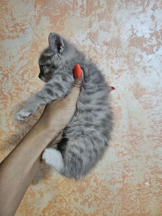 Шотландцы прямоушки.