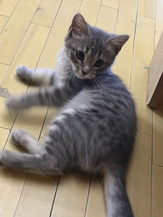 Котёнок бесплатно