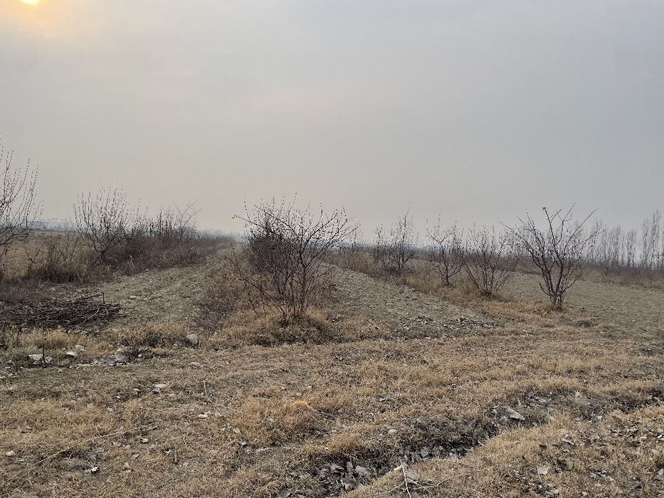 50 sotixli olma bogʻ