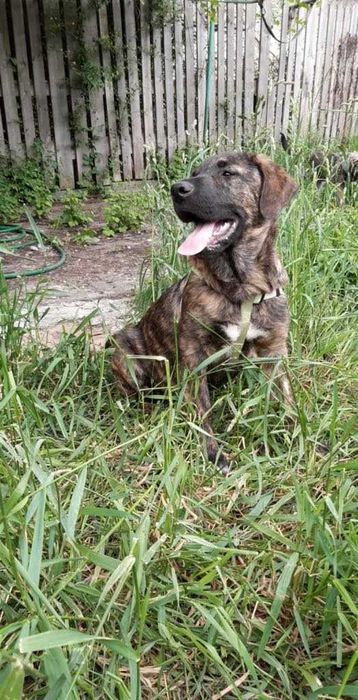 Подарявам младо женско кученце