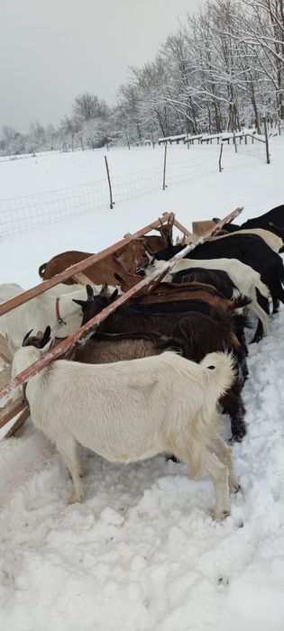 Capre și ieduțe de vânzare.
