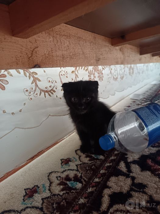 Mushuk zotli erkak