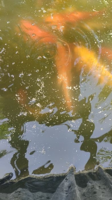 Карп коя в пруд или аквариум