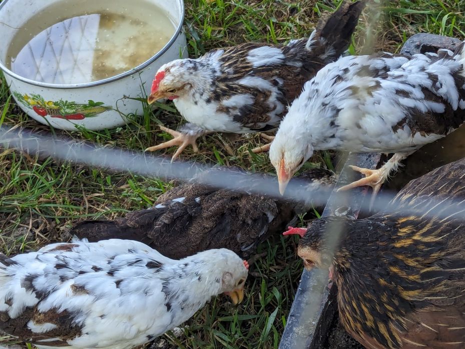 Cocosi pitici de vanzare