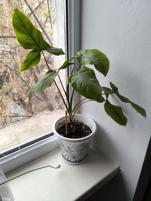 Цветы комнатные, лилия