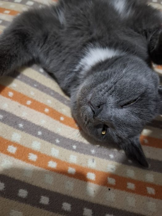 Отдам хороший руки кот