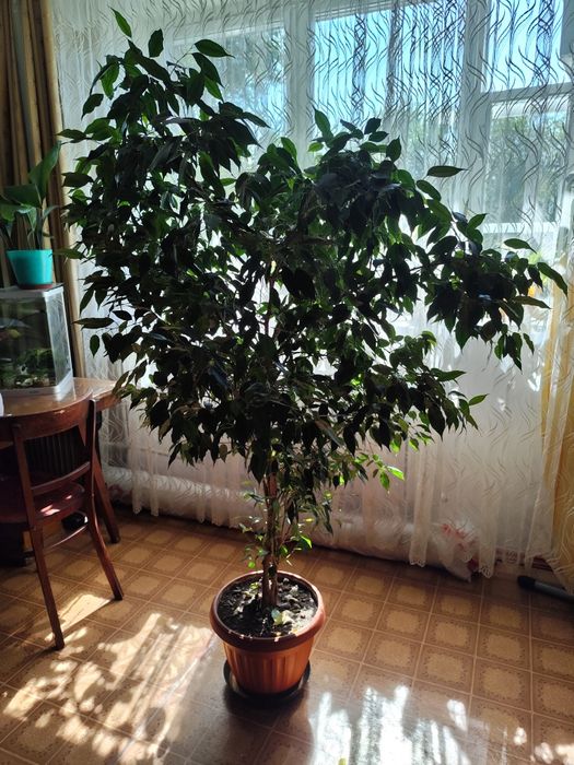 Продам фикус Бенжамина