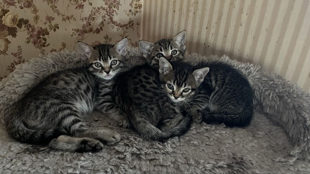 Котята    метисы