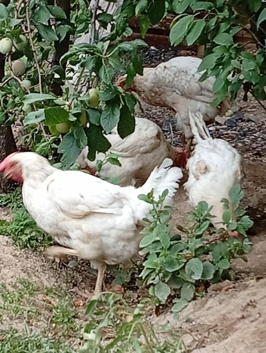 Куры несушки продам