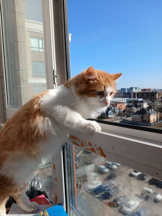 Продам кота с принадлежностями