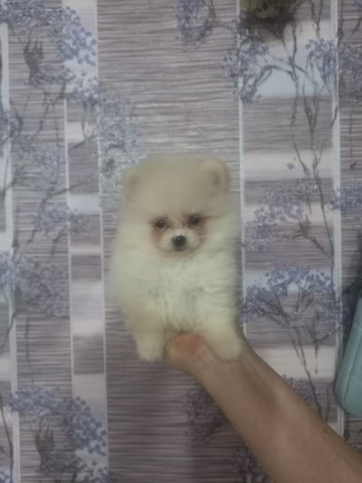 Щенки шпица тип мишка