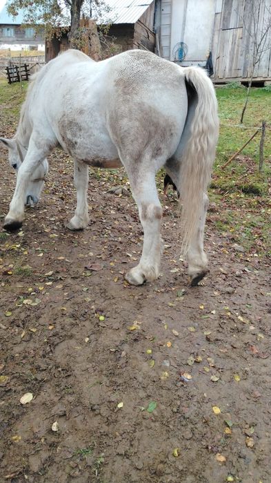 Vând Cal Castrat – învățat la munci agricole, Dealu Capsei (Campeni-Alba)