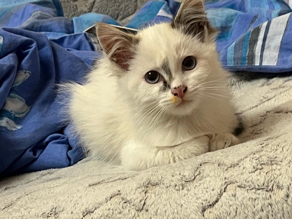 Котята мальчик и девочка