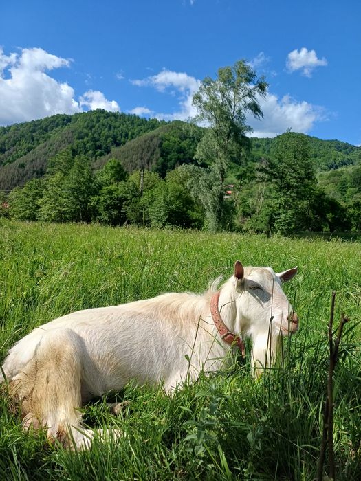 Capre Tap Sannen