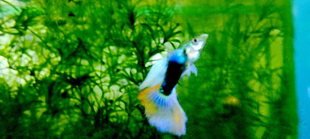 Самцы гуппи Уй балик эркаклар