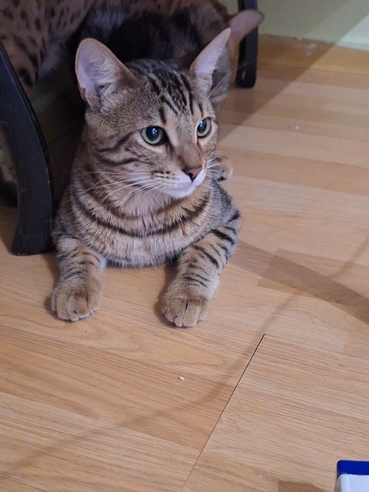 Вязка кот Бенгальский