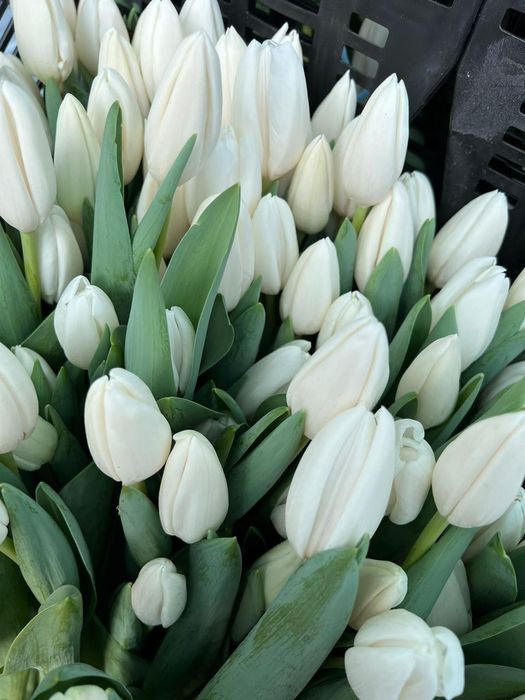 Продам тюльпаны на 8 марта