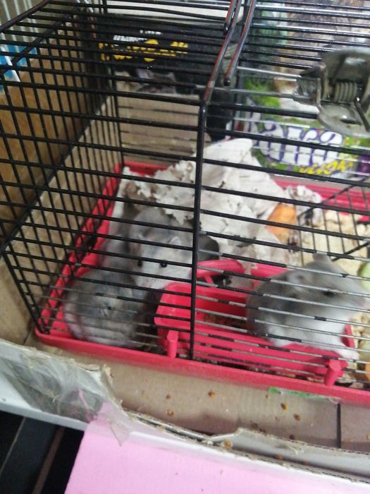 Хомечки джунгарские