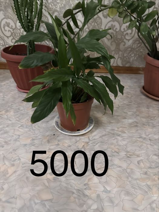 Большие комнатные цветы