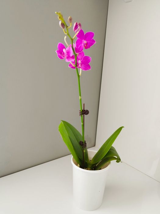 Продам цветущие орхидеи