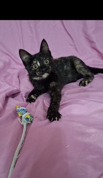 Чудо котенок Рада в добрые руки!