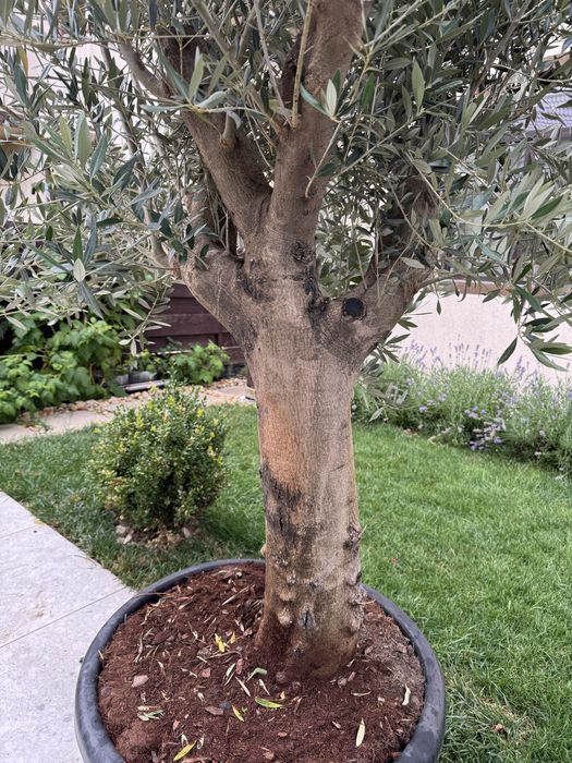 Maslin secular Olea aproape 3 metri Exterior gradina