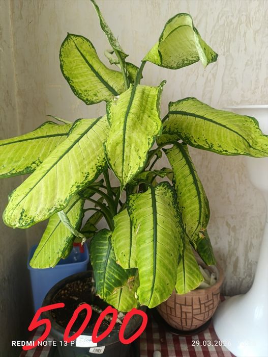 Комнатные  цветы