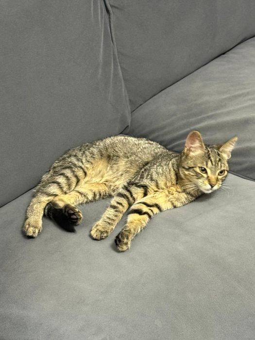 Donez pisica cuminte și frumoasa