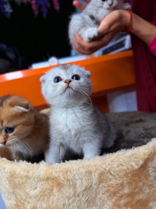 Породистые котята от чистой вязки