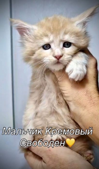 Шикарные котята Мейн Кун