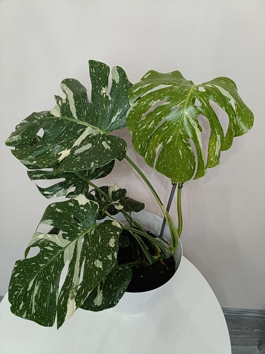 Filodendron premium în degrade