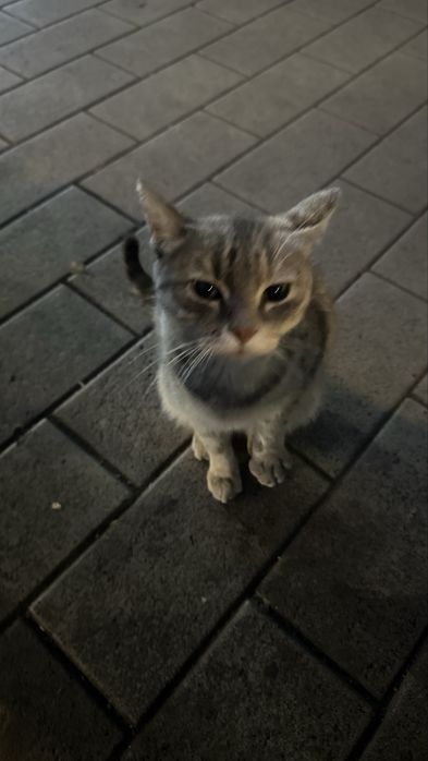 Котенок в добрые ручки